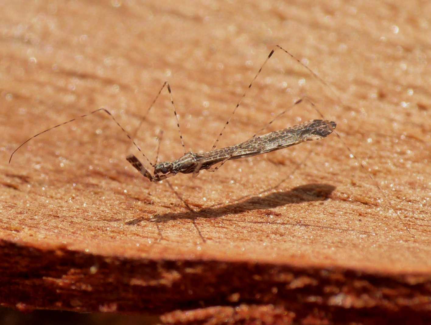 Reduviidae: Empicoris mediterraneus (cf) di Ostia (RM)